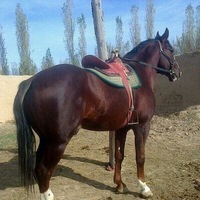 Зафар Раджабов