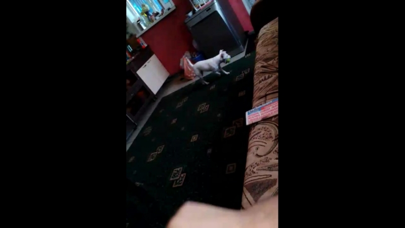 пс
