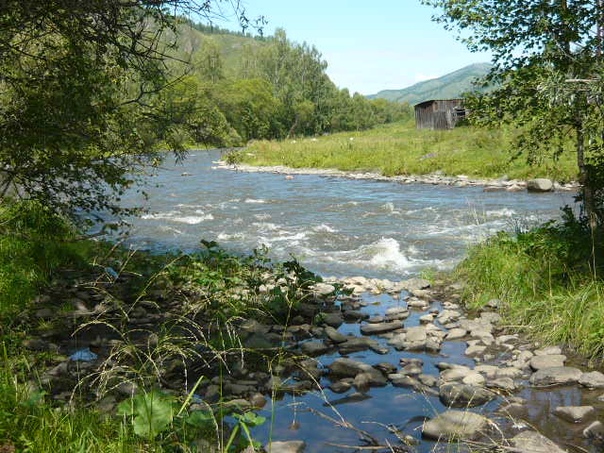 участок на горной речке,на Алтае , 380 соток ,<br>собственник . т. 8-923 220 9919 (ватсап,вайбер) - фото Фото: участок на горной речке,на Алтае , 380 соток ,<br>собственник . т. 8-923 220 9919 (ватсап,вайбер)