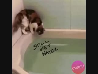Миссия провалена! ( кот, вода, упал, расчёты, смешное, про животных, видео, vine, coub, прикольное, ржачное, угарное, шок )