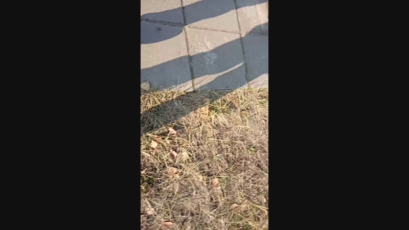 Егор Прокопьев - Live