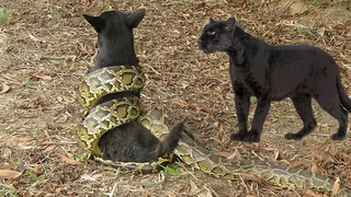 Black Panther VS Giant Anaconda Snake Real Fight ►► Lion - Most Amazing Wild Animal Attacks #6