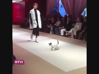 Котик-супермодель