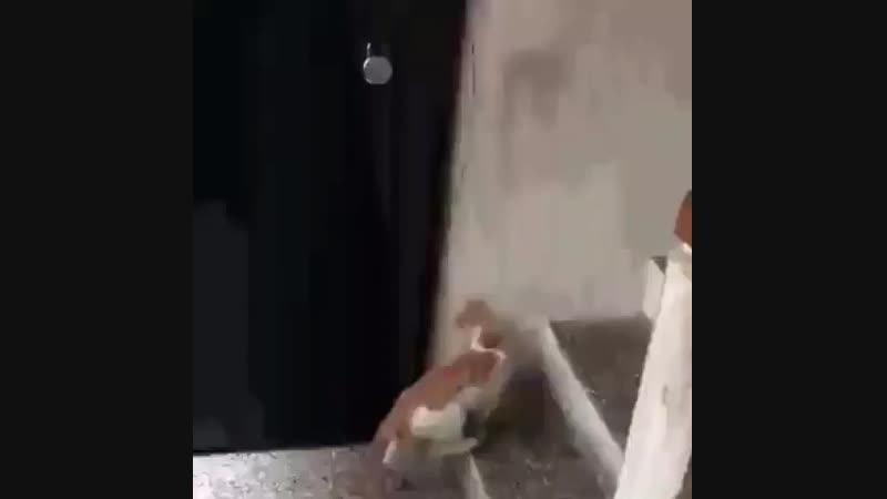VID_24360411_020256_244.mp4