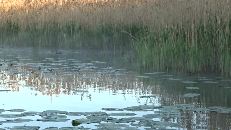 Нереста карпа второе видео
