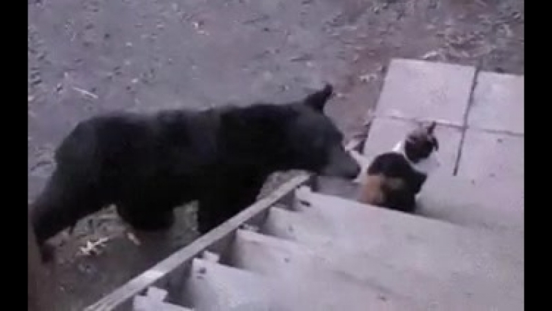 кошка и мишка