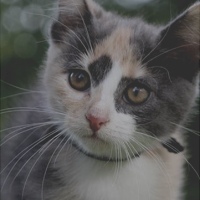 https://pp.userapi.com/c846217/v846217448/147e04/P0086e0NLJw.jpg