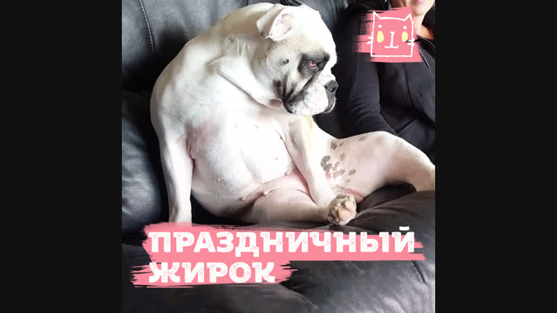 Праздничный жирок