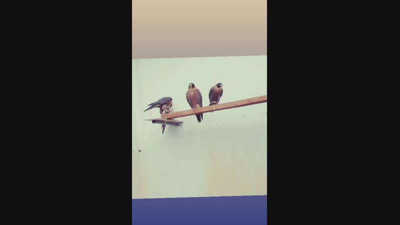VID_44270204_122740_042.mp4