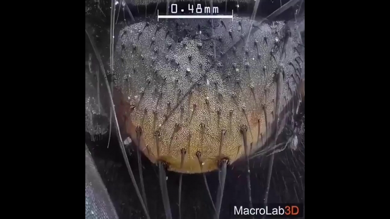 Муха в микроскопе