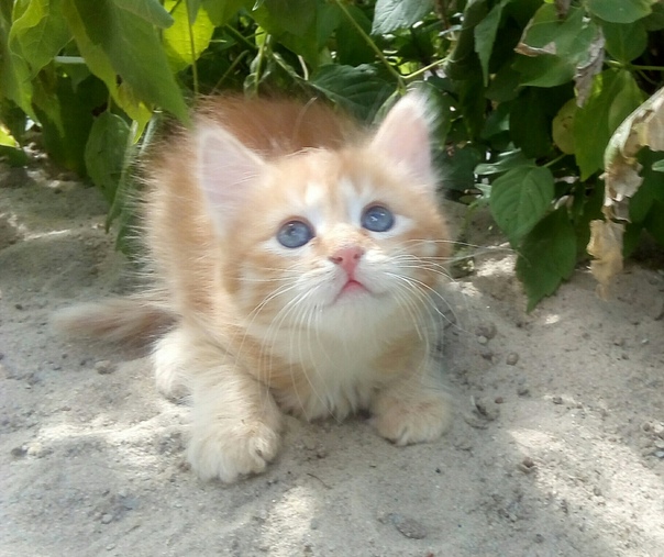 г.Пенза
Котенок -Рыжие солнышко ищет дом!!!
Котенок, мальч