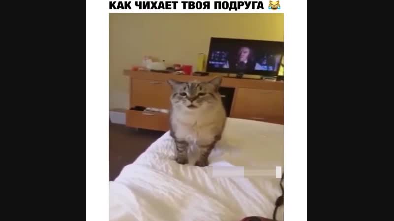Долго киса готовилась