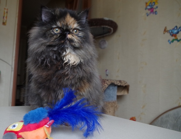 Кошки в нашей жизни. Кошки и все, что с ними связано.