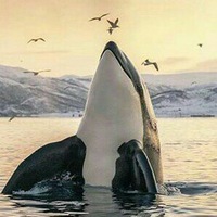 Orca Orca