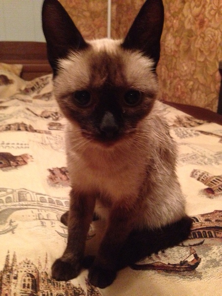 ПЕНЗА… сходила я за хлебушком. 
такая красотка обитает на у