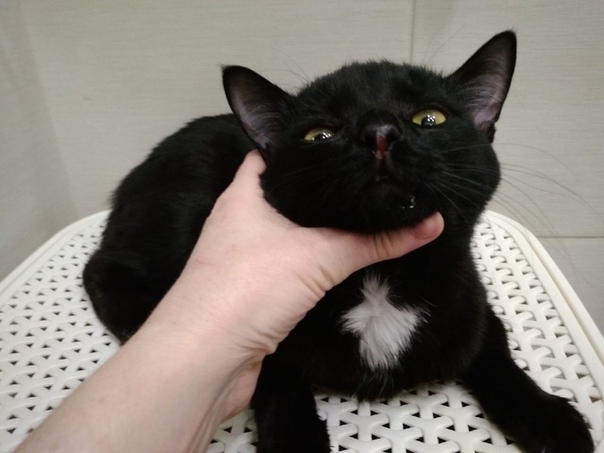 #нужна_финансовая_помощь@vmestepnz_animals #Марат_ID110
НУЖ