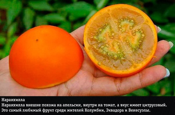 10 самых экзотических фруктов: фото и названия Нас уже не удивишь маракуйей, дурианом и личи. Сегодня мы узнаем о действительно редких экзотических фруктах, которые вы вряд ли пробовали хоть раз