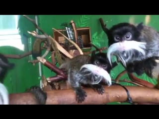 Императорский тамарин - Emperor Tamarin Энциклопедия животных