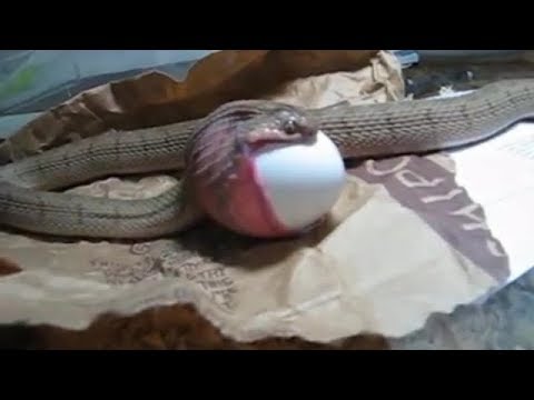 Ular makan Telur