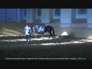 Перспектива (Ва-Банк-Перелетная Птица) кобыла русской верховой породы 2016 г.р.