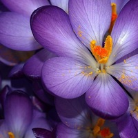 Оля Шубина | Киров