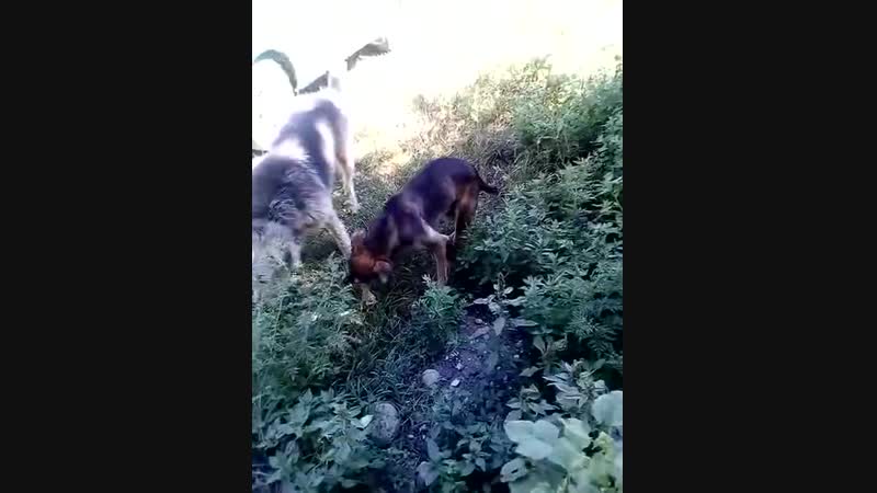Маняша в Нальчике 2