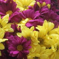 Анастасия Михайловна | Вытегра