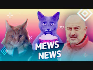 Mews News. День доброкотцев