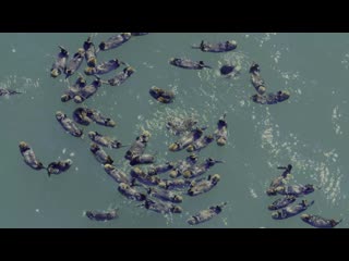 Oceans.Our.Blue.Planet.2018.2160p.BDRemux.HEVC.x265.HDR.10bit.Master5