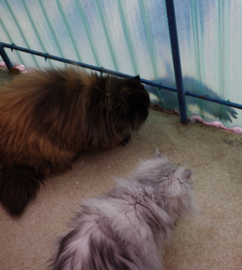 Кошки в нашей жизни. Кошки и все, что с ними связано.