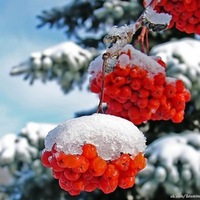 Алёна Смородина | Валдай