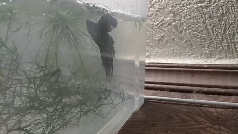 VID_20181014_180421.mp4