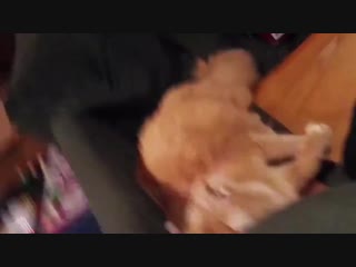 Видео Папка