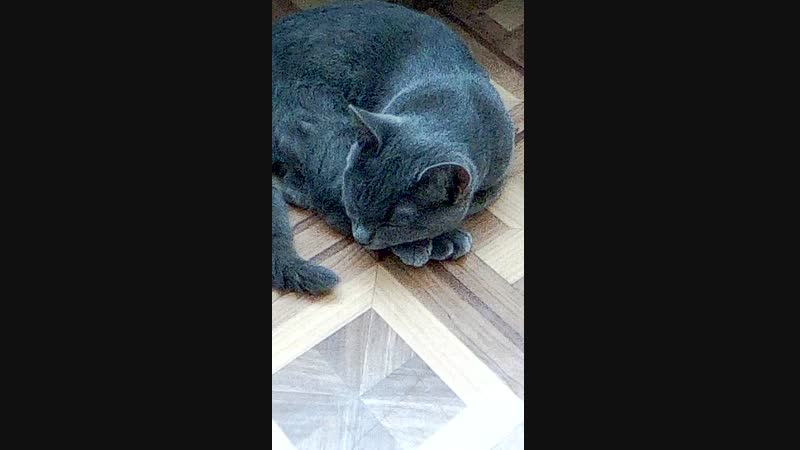 Новый кот по имени Мышонок