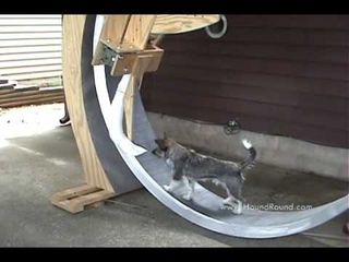 Giant Dog Exercise Wheel with Kibble Dispenser