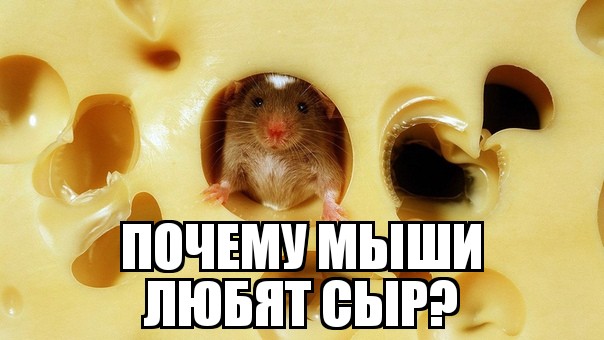 Почему мыши любят сыр Как считают ученые, мышиная «сыромания» является надуманной людьми. Впечатление, будто мыши обожают сыр, как считают ученые, могло сформироваться в древние времена, когда в