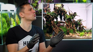 PLANTED AQUARIUM SETUP - A SPECTACULAR FOREST AQUASCAPE IN JUST 80 LITERS