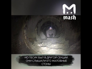 Ребята сняли на камеру, как спасают щенка из подземелья