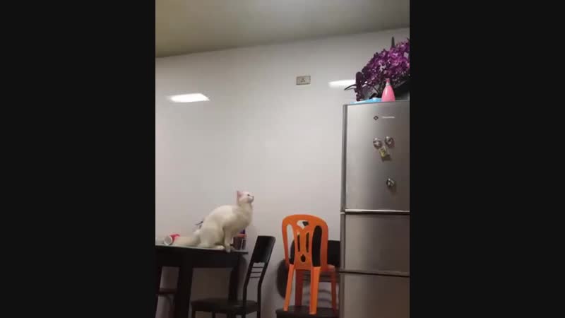 Vine Video