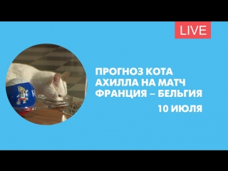 Прогноз кота Ахилла на матч Франция – Бельгия. Онлайн-трансляция