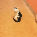 Безкота_добро