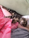 Безкота_добро