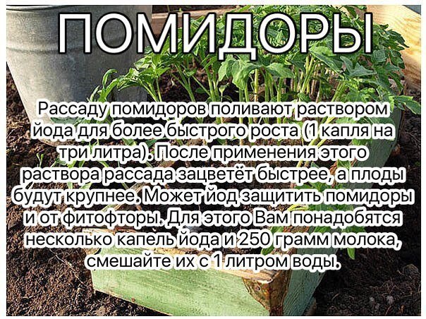 Раствор - одна капля йода на три литра воды, этим йодным раствором надо один раз полить рассаду томатов От этого увеличиться продуктивность и будут побольше плоды. От фитофторы - каждые 2 недели