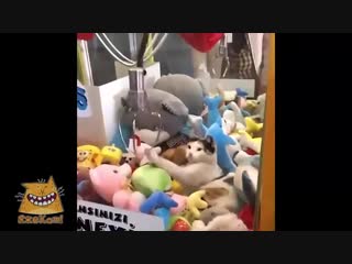 Живая мягкая игрушка