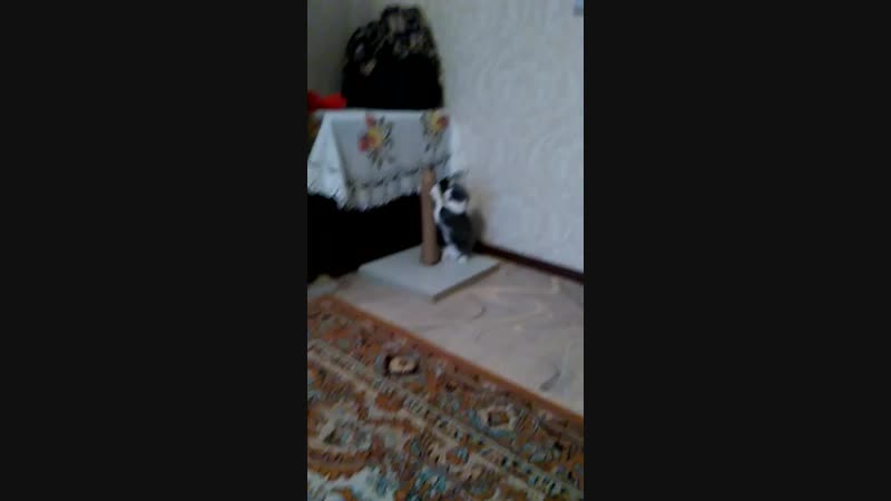 кузинька