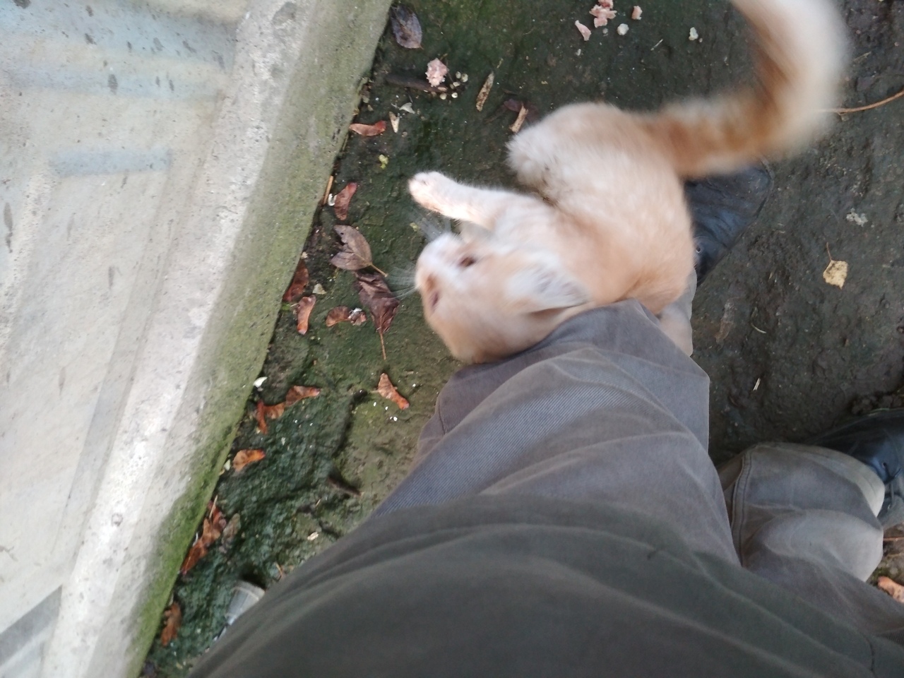 Кошки в нашей жизни. Кошки и все, что с ними связано.