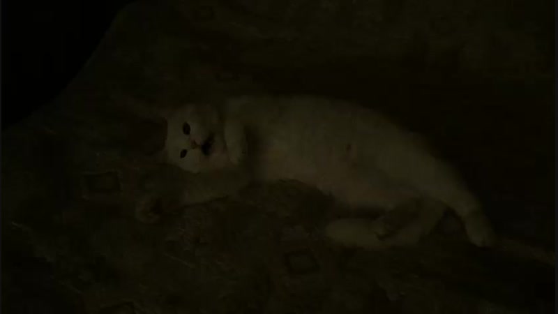 Пуки кот