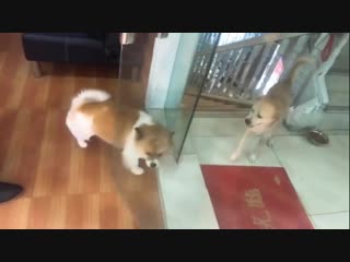 Типичный срач в интернете (6 sec)
