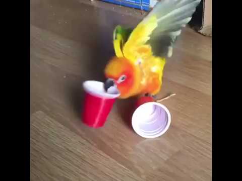 ВИБРО ПОПУГАЙ ААААА