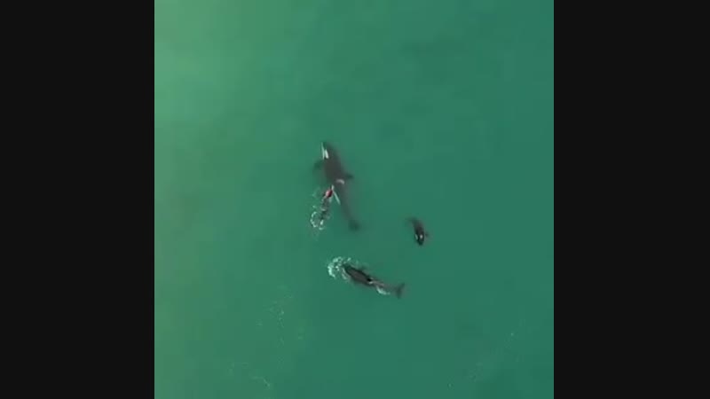Curious family approaches a swimmer.